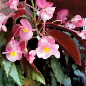 Family Heirlooms: ‘Angel Wing’ Begonias, Brazilian-Plumes, Sunflowers, and More